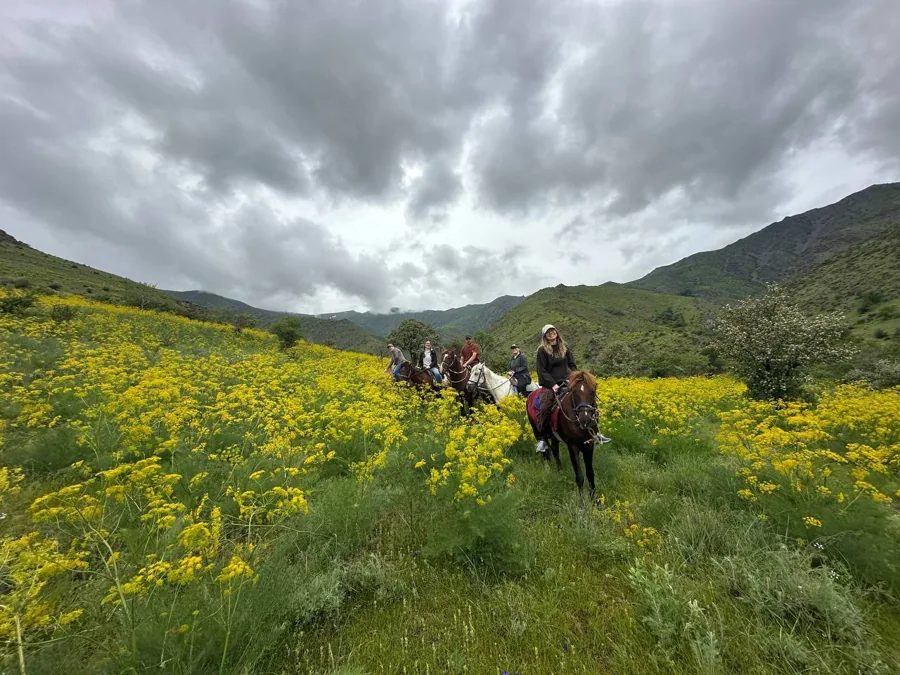 Horse riders crossing a mountain meadow filled with yellow wildflowers