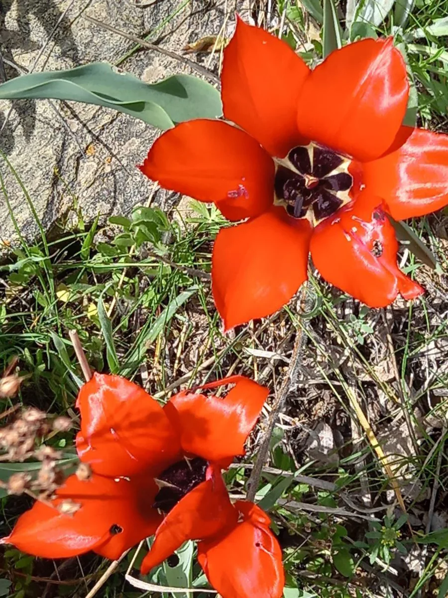 Bright red wild tulips growing in sunlit grass
