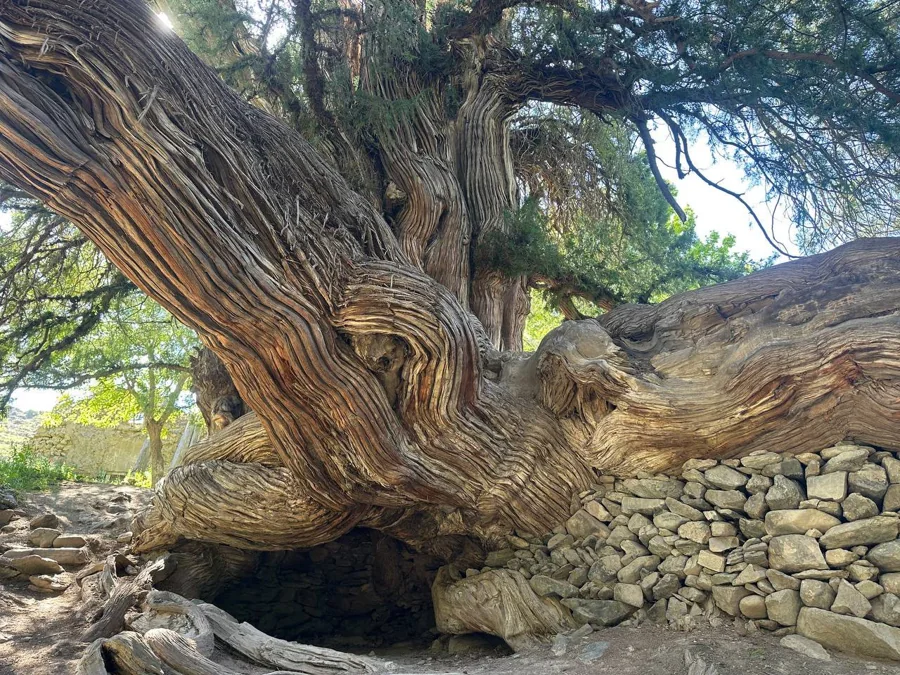 A large gnarled tree trunk spreading across stones in a village garden