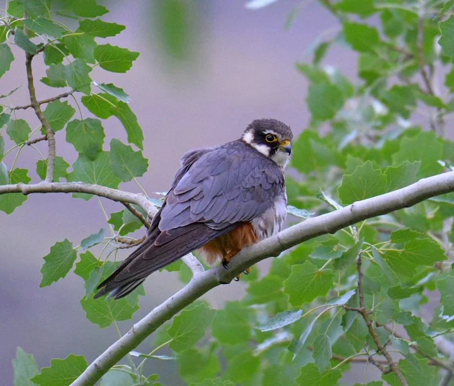 A bird perched on a branch surrounded by soft green leaves