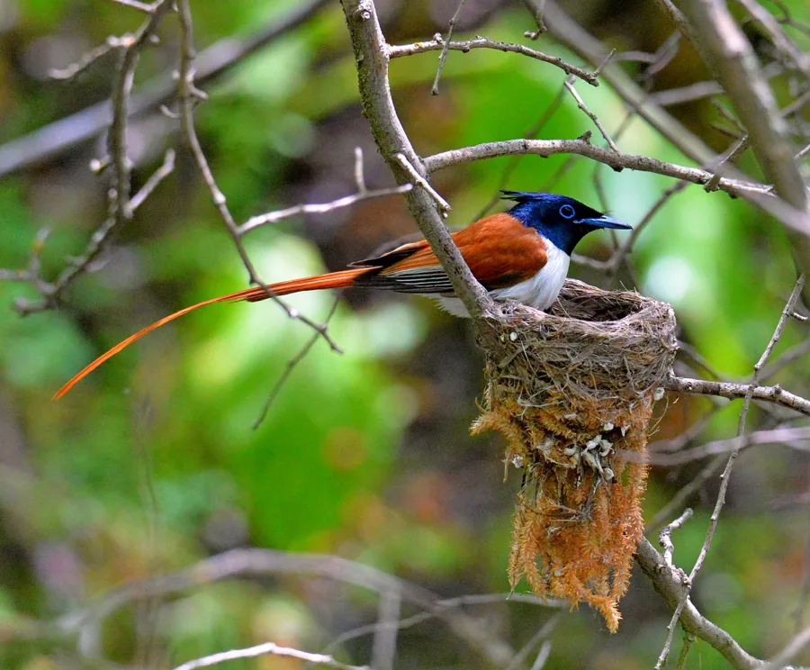 A small colourful bird perched among green branches beside a nest