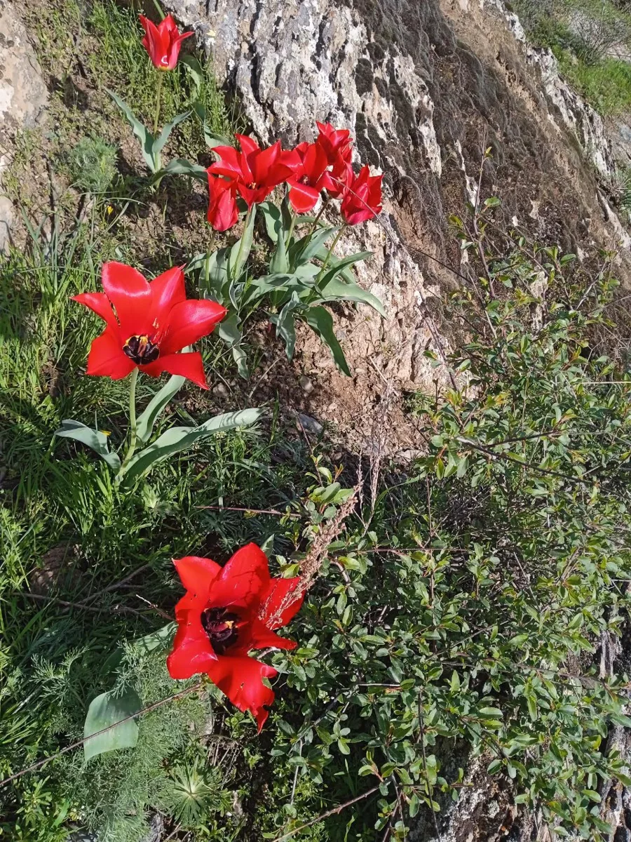 Red wildflowers growing beside a weathered tree trunk