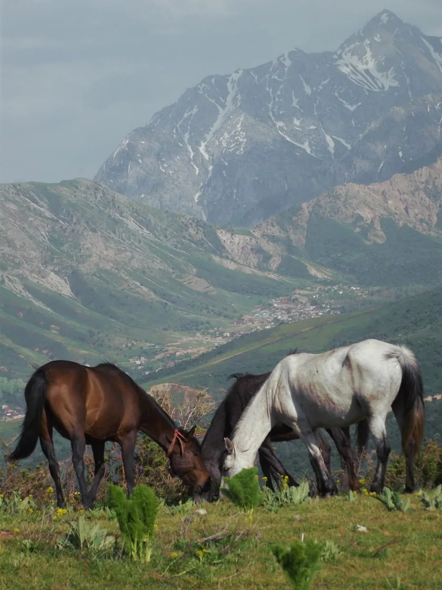 Two horses grazing on a green hillside beneath rugged mountains