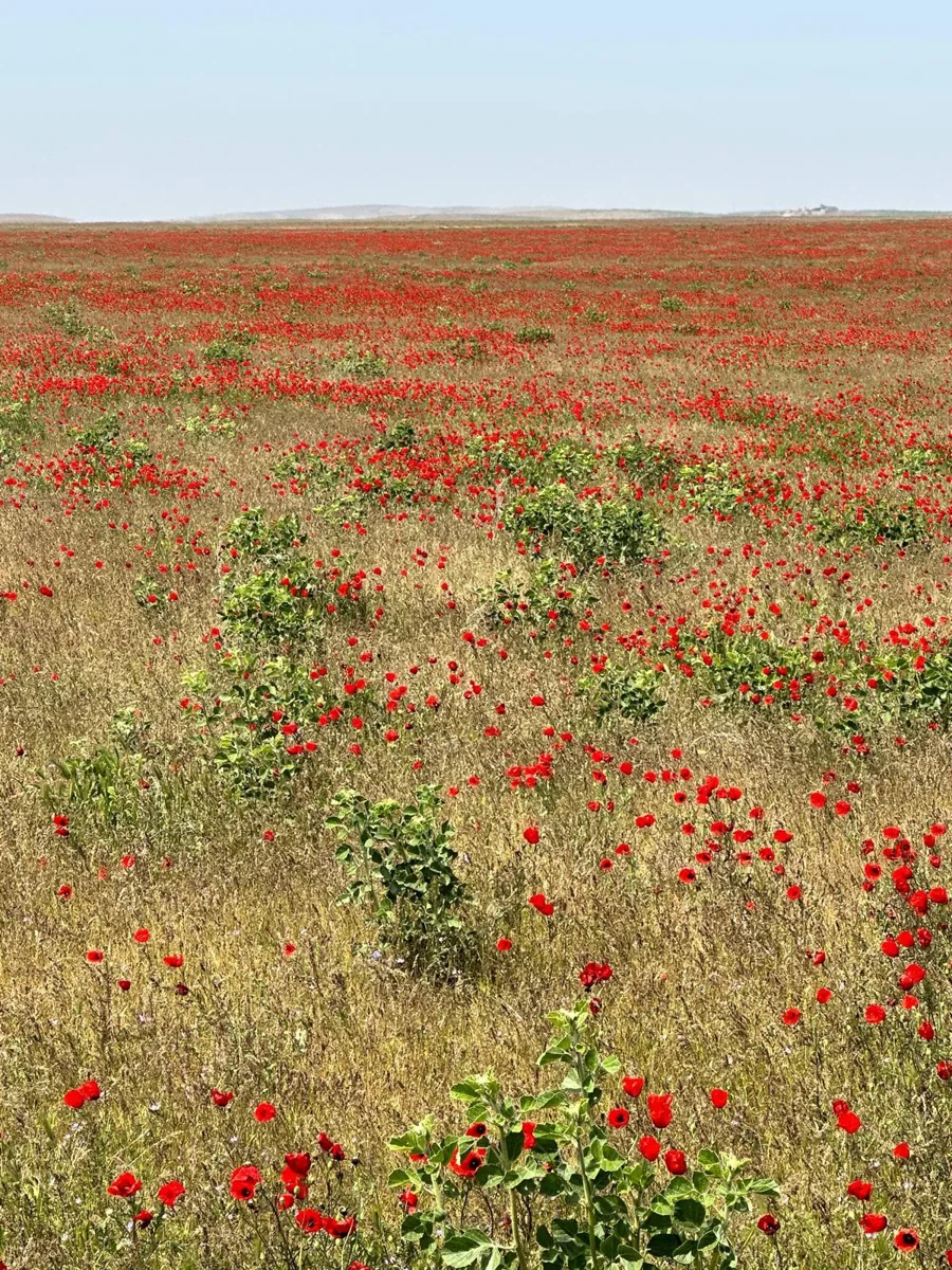 Red poppies scattered across an open green field