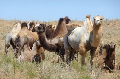 Camel ride or desert walk