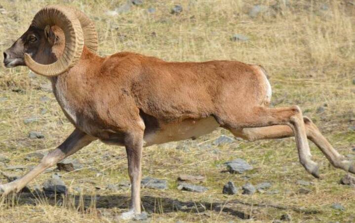 Wild-sheep conservation enclosure