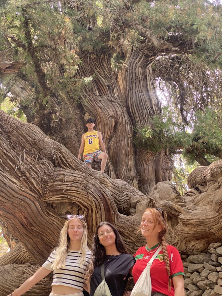 Majrum legendary tree