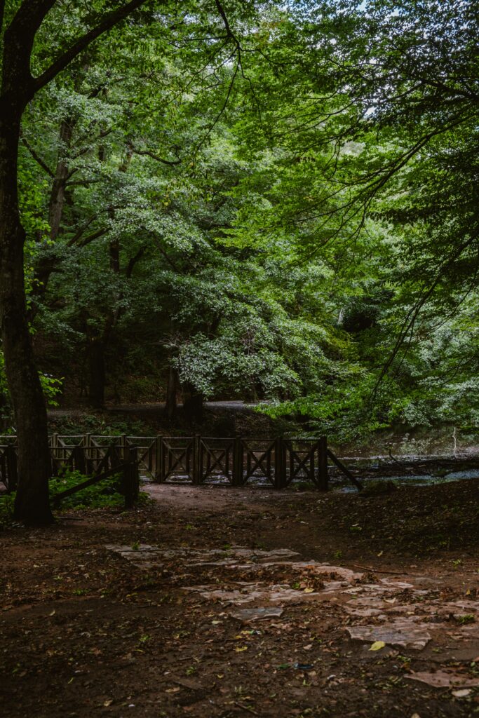 Shaded walking path through a dense green forest