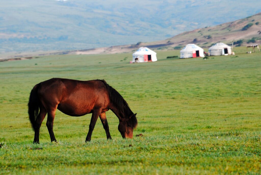 Grazing horse in a green meadow near white yurts