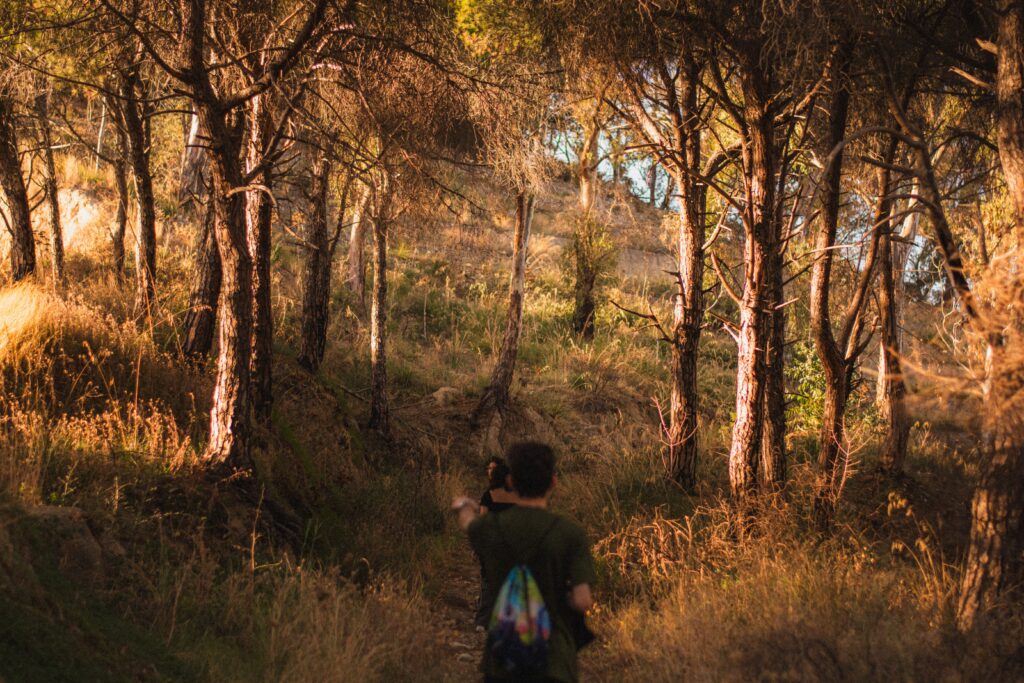 Hiker walking through a sunlit woodland trail