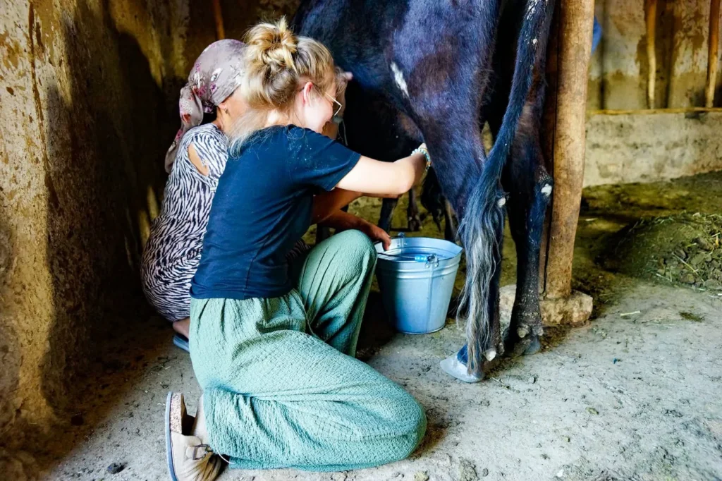 Guest learning to milk a cow with guidance from a village host