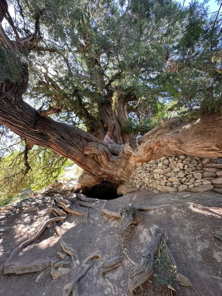 Traveler beneath a monumental ancient tree near Majrum in the Nuratau Mountains