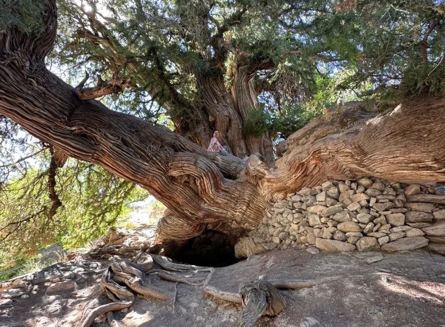 Traveler beneath a monumental ancient tree near Majrum in the Nuratau Mountains