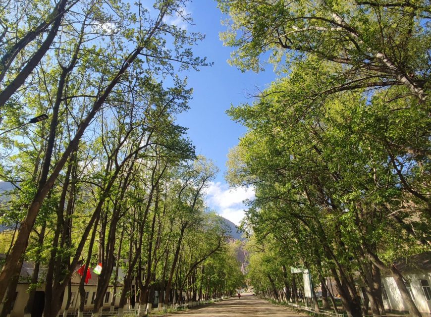 Low-angle shot looking up through a thick green tree canopy framed against a clear blue sky.