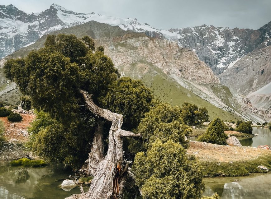 Rugged high-altitude mountain landscape featuring a gnarled pine tree in the foreground and rocky snow-capped peaks in the background.